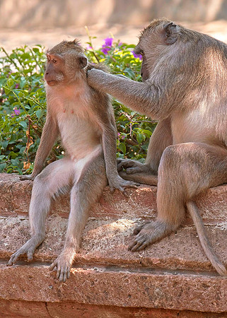 Monkey family care, North Bali