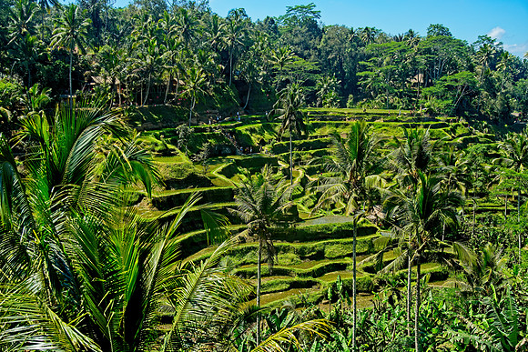 Tagallalang Ricefield, Central Bali, Indonesia